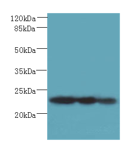 Plet1 Polyclonal Antibody