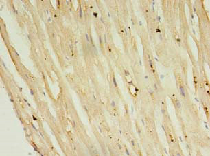 PLN Polyclonal Antibody
