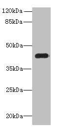 PNMA1 Polyclonal Antibody