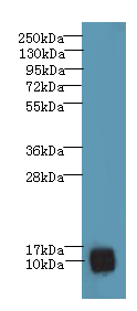 PNRC2 Polyclonal Antibody