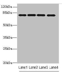 PPEF1 Polyclonal Antibody