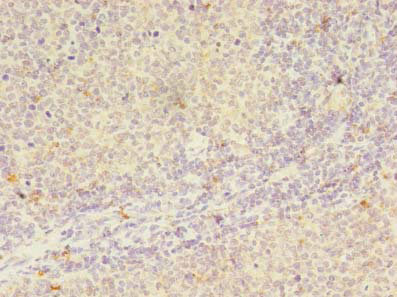 Immunohistochemistry of paraffin-embedded human tonsil tissue at dilution of 1:100
