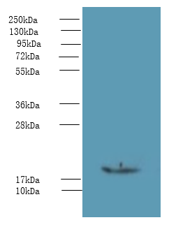 PPIH Polyclonal Antibody