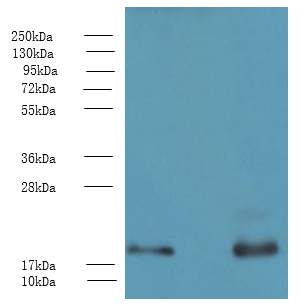 PPP3R1 Polyclonal Antibody