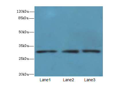 PRDX4 Polyclonal Antibody