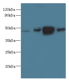 PRMT6 Polyclonal Antibody