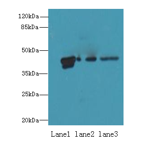 PSG3 Polyclonal Antibody