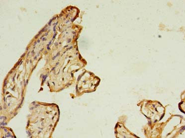 Immunohistochemistry of paraffin-embedded human placenta using RAB11B Polyclonal Antibody at dilution 1:100