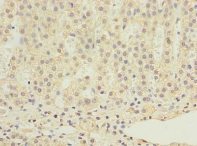 RALYL Polyclonal Antibody