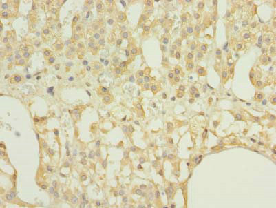 RAP1A Polyclonal Antibody