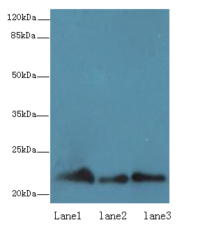 RAP1B Polyclonal Antibody