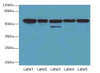 RBBP4 Polyclonal Antibody
