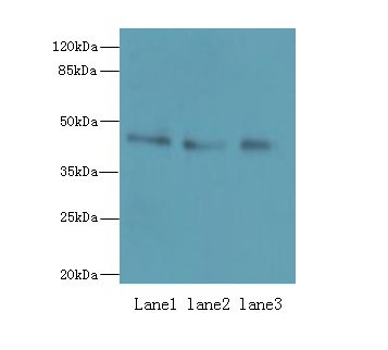 RBMS2 Polyclonal Antibody