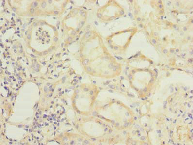Immunohistochemistry of paraffin-embedded human kidney tissue using RBPMS Polyclonal Antibody at dilution of 1:100