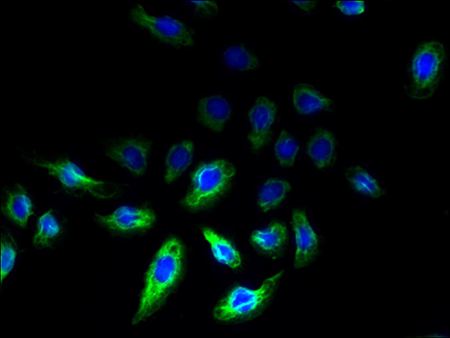 Immunofluorescent analysis of A549 cells using REEP2 Polyclonal Antibody at a dilution of 1:100 and Alexa Fluor 488-congugated AffiniPure Goat Anti-Rabbit IgG(H+L)