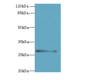 Western blot<br />All lanes: REEP4 Polyclonal Antibody at 0.7ug/ml+ U251 whole cell lysate<br />Goat polyclonal to rabbit at 1/10000 dilution<br />Predicted band size: 29 kDa <br />Observed band size: 29 kDa <br />