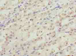 RER1 Polyclonal Antibody