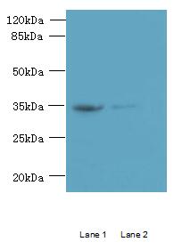 RFPL3 Polyclonal Antibody