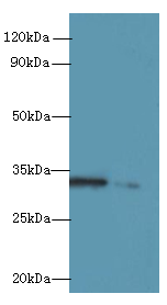 Rgn Polyclonal Antibody