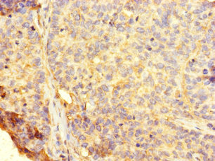 RHEBL1 Polyclonal Antibody