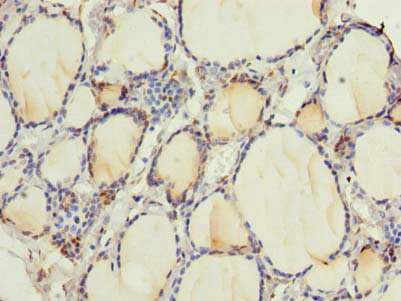 RNF24 Polyclonal Antibody