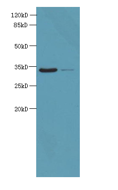 ROGDI Polyclonal Antibody