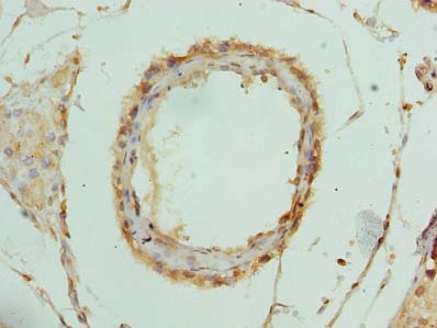 RPL39L Polyclonal Antibody