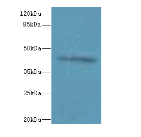 RPUSD4 Polyclonal Antibody