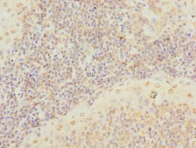 SCRG1 Polyclonal Antibody