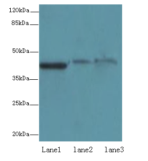 SDF4 Polyclonal Antibody