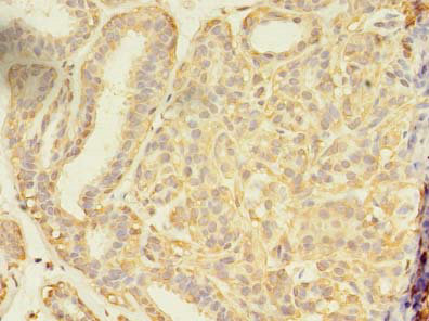 SEC31A Polyclonal Antibody
