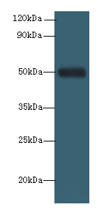 Serpinh1 Polyclonal Antibody