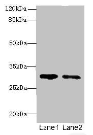 SLA Polyclonal Antibody