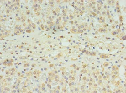 SLC22A24 Polyclonal Antibody