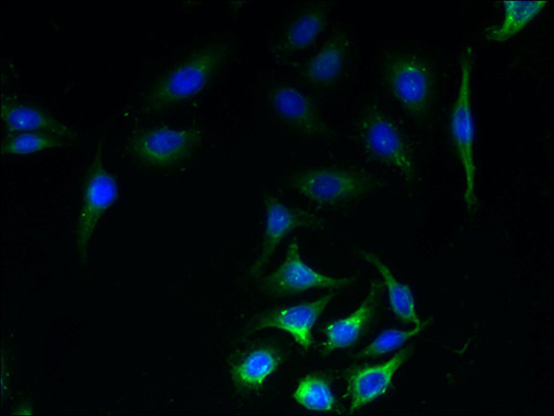Immunofluorescent analysis of A549 cells using SLC23A1 Polyclonal Antibody at a dilution of 1:100 and Alexa Fluor 488-congugated AffiniPure Goat Anti-Rabbit IgG(H+L)