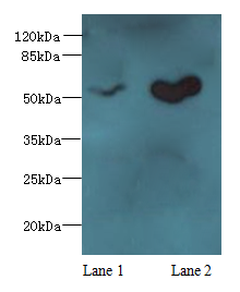 SLC25A25 Polyclonal Antibody