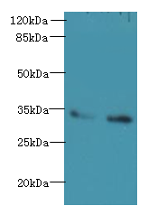 SLC25A36 Polyclonal Antibody