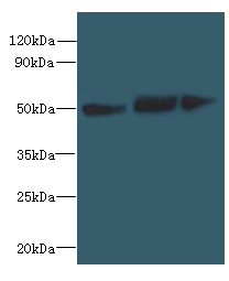 SLC25A46 Polyclonal Antibody