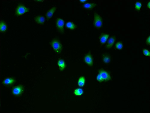 Immunofluorescent analysis of A2780 cells using SLC35B4 Polyclonal Antibody at a dilution of 1:100 and Alexa Fluor 488-congugated AffiniPure Goat Anti-Rabbit IgG(H+L)