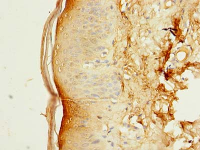 SLC38A7 Polyclonal Antibody