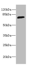 Western blot<br />All lanes: SORBS3 Polyclonal Antibody at 8ug/ml+ HepG-2 whole cell lysate<br />Goat polyclonal to rabbit at 1/10000 dilution<br />Predicted band size: 76, 37 kDa<br />Observed band size: 75 kDa<br />