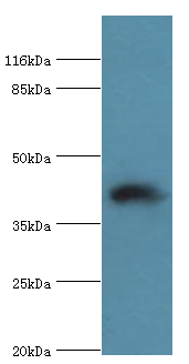 Western blot<br />All lanes: STAC3 Polyclonal Antibody at 12ug/ml+rat lung tissue<br />Secondary<br />Goat polyclonal to rabbit at 1/10000 dilution<br />Predicted band size: 42kDa <br />Observed band size: 42kDa <br />