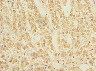 STAR Polyclonal Antibody