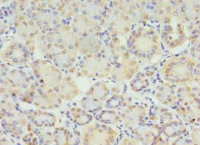 STX10 Polyclonal Antibody