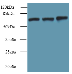 SWAP70 Polyclonal Antibody