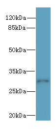 SYNPR Polyclonal Antibody