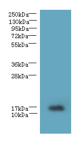 TCEAL7 Polyclonal Antibody