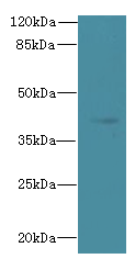 TFEC Polyclonal Antibody