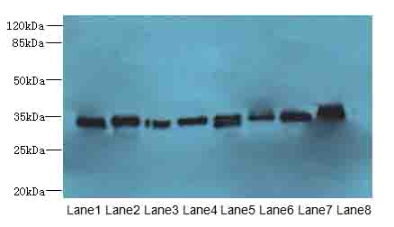 TMBIM1 Polyclonal Antibody