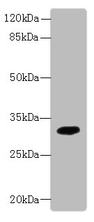 Western blot<br />All lanes: TMEM55A Polyclonal Antibody at 5ug/ml+ Mouse liver tissue<br />Goat polyclonal to rabbit at 1/10000 dilution<br />Predicted band size: 28 kDa<br />Observed band size: 28 kDa<br />